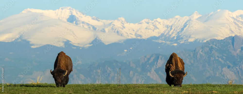 Rocky Mountains - American Bison Stock Photo | Adobe Stock