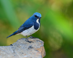 Canvas Print - Beautiful blue bird, Ultamarine Flycatcher (superciliaris ficedula) standing on the rock over green background in the nature, fascinated creature