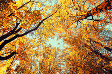Autumn Trees - Orange Autumn Trees Tops Against The Sky. Autumn Natural View Of Autumn Trees