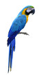 Blue-and-Gold(Ara ararauna) or Blue and yellow macaw, beautiful macaw parrot bird isolated on white background, fascinated animal