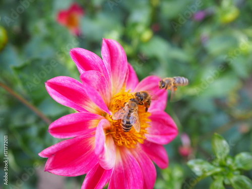 Bienen Auf Pinker Blume Im Botanischen Garten Koln Kaufen Sie