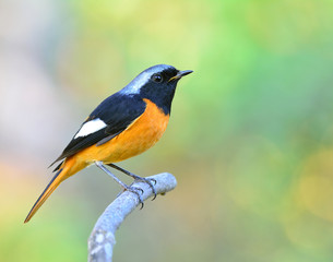 Canvas Print - Daurian Redstart (Auroreus Phoenicurus) beautiful orange belly bird, black wings and silver head perching on curve branch over far blur background, fascinated creature