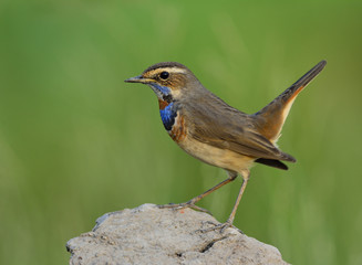 Canvas Print - Wagging tail bird, Bluethroat (Luscinia svecica) beautiful blue bird with orange spot on his chest to chin perching on a dirt rock over green background