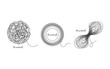 Thread ball and ravel icon set isolated on white