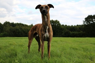 Wall Mural - Whippet Portrait im Park