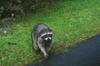 Raccoon Walking onto Path