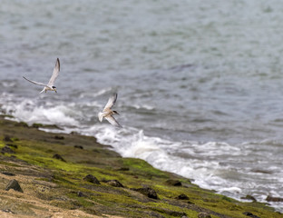 Terns catching prey and flying along the coastal regions in Singapore