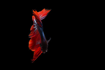 Wall Mural - Betta fish, siamese fighting fish, betta splendens (Fullmoon betta )on black background