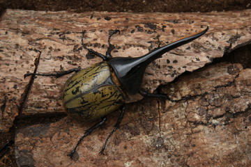 Wall Mural - Dynastes hercules beetle