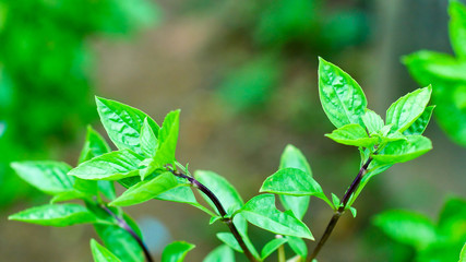  Fresh basil Basil leaves.