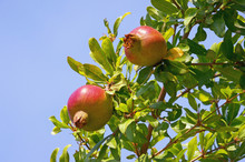 Branch Of A Pomegranate Tree (Punica Granatum) With Leaves And Ripe Fruits Against A Blue Sky Background.  Free Space For Text