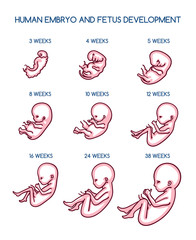 Fetal development vector illustration. Pregnancy antenatal embryo growth life by weeks isolated on white background