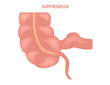 Appendix vector illustration