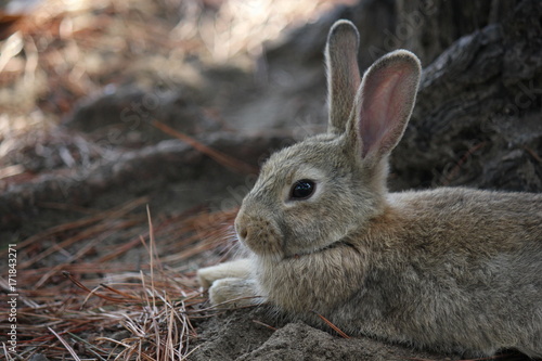 Zdjęcie XXL MARINA DI MASSA WŁOCHY, SIERPIEŃ, - 22 2015: jasnobrązowa królik pozycja w parku przez sosnowych igieł w cieniu