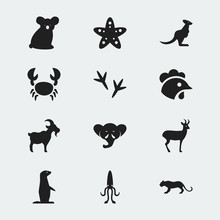 Set Of 12 Editable Zoo Icons. Includes Symbols Such As Reindeer, Groundhog, Australian Bear And More. Can Be Used For Web, Mobile, UI And Infographic Design.