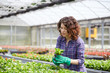 © Stocked House Studio - happy female nursery worker trimming plants in greenhouse