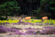 Red deer stag sitting in blooming heather with two grazing hinds.