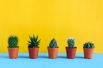 Cactus on the desk with yellow wal