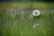 dandelion in a meadow