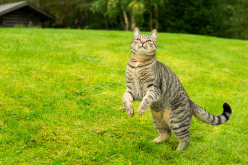 Cat jumping and playing on grass