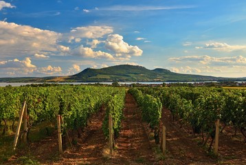 Vineyards at sunset in autumn harvest. Ripe grapes.Wine Region, Southern Moravia - Czech Republic. Vineyard under Palava.