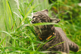 Fototapeta Tulipany - The cat is eating grass in the park.