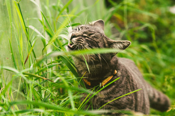 The cat is eating grass in the park.