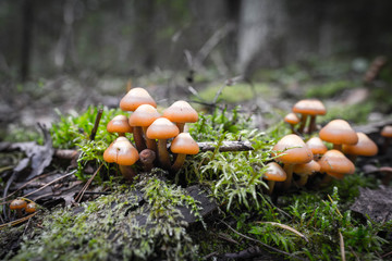 Sticker - inedible mushrooms in the forest