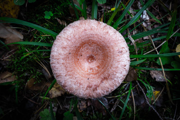 Poster - edible autumn mushrooms wavy