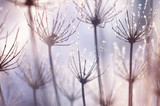 Fototapeta Dmuchawce - Christmas, winter background with frosty dry plants against sparkling bokeh