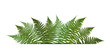 Fern Leaf Vector Background  with White Frame Illustration