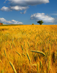 Canvas Print - wheat field