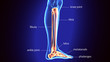 © PIC4U - 3D Illustration of Human Skeleton Tibia and Fibula Bones