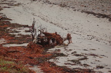 Driftwood And Seaweed