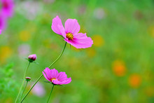 Beautifully Blooming Cosmos Flowers In Autumn.