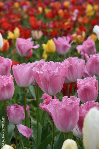 Plakat Crimea, Nikitsky ogród botaniczny, tulipany