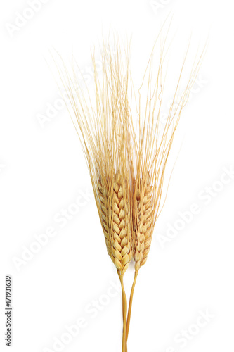 Epis De Ble Buy This Stock Photo And Explore Similar Images At Adobe Stock Adobe Stock