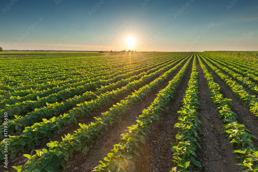 Healthy soybean crops at beautiful sunset - obrazy, fototapety, plakaty 
