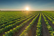 Healthy soybean crops at beautiful sunset
