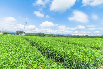  Fresh green tea farm in spring , Row of tea plantations (Japanese green tea plantation) with  blue sky  background  in Fuji city ,Shizuoka prefecture, Japan.