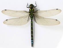 Close Up Dragonfly On White Background