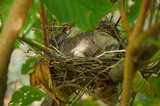 Fototapeta  - Bird nest with one egg in the bush