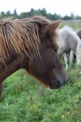 Horses in the meadow