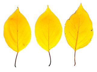Wall Mural - autumn leaves.