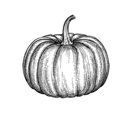 Wall Mural - ink sketch of pumpkin.
