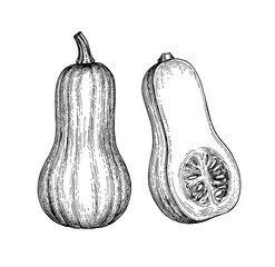 Canvas Print - ink sketch of butternut squash