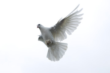 Canvas Print - white pigeon dove flying in the sky freedom hope stretched wings beautiful nature wings spread isolated background