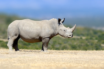 white rhinoceros in the nature habitat, kenya, africa