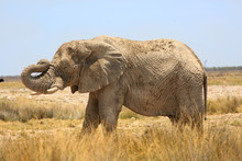 African Elephant (Loxodonta) Standing On The Dry Etosha Plains With Trunk Curled And Elevated With A Natural Clear Blue Sky Background