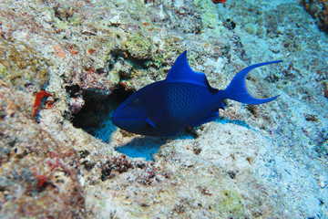 Wall Mural - Red-toothed triggerfish